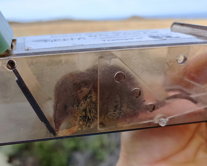 Una de las musarañas canarias que capturamos en Lanzarote el pasado otoño.