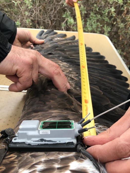 Medición de un ala a un águila de Bonelli de la Comunidad de Madrid a la que se le acaba de colocar un emisor GPS.