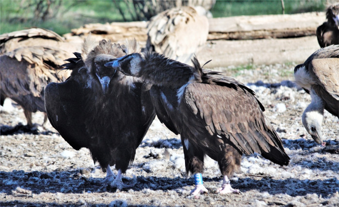 Los buitres negros "Centinela" (macho reintroducido) y "Dana" (hembra exógena) son una de las parejas que han hecho puesta este año en la Sierra de la Demanda. En la foto se les ve juntos en el punto de alimentación (PAE) creado por el Proyecto Monachus en la zona de liberación de la especie.