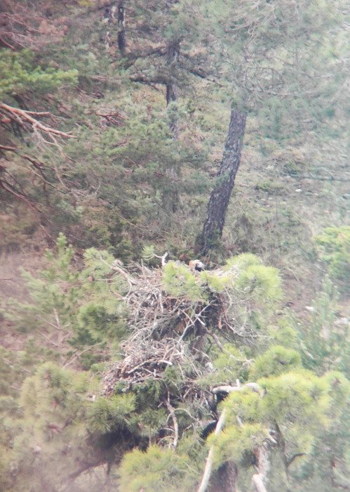 Un buitre negro incuba su puesta hace pocos días en el nido de la especie existente en el Parque Natural Sabinares del Arlanza (Burgos).