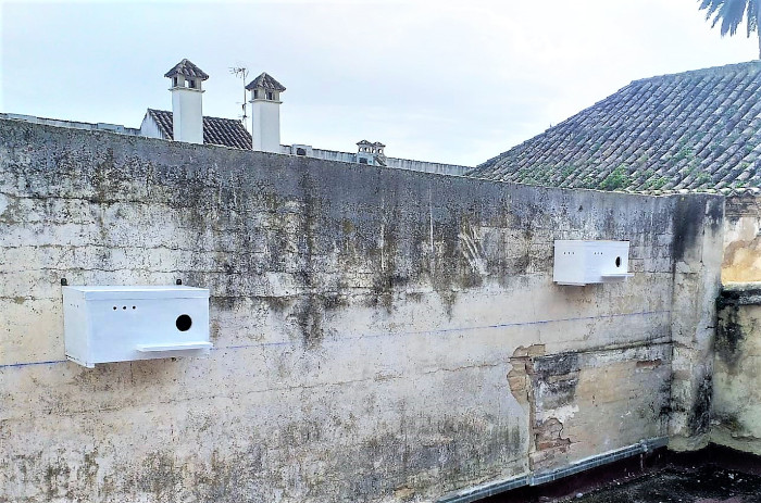 Cajas nido instaladas en la conocida como casa de Teresa Enríquez, en Montilla. Foto: Miguel Salas.