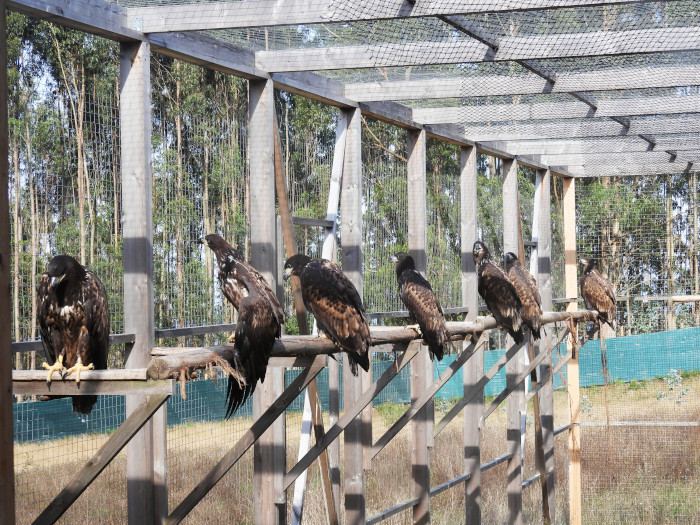 Pigargos europeos en el jaulón de aclimatación construido por el Proyecto Pigargo en el concejo asturiano de Ribadedeva, antes de la liberación de estas aves.