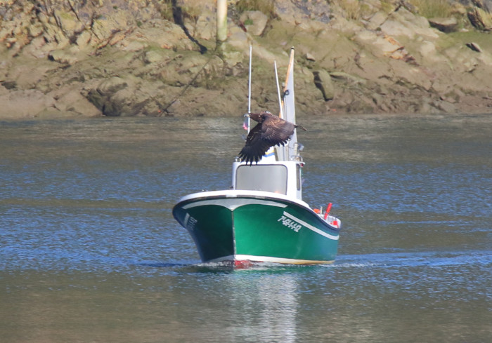 Un pigargo vuela delante de un barco en la ría de Tina Mayor.