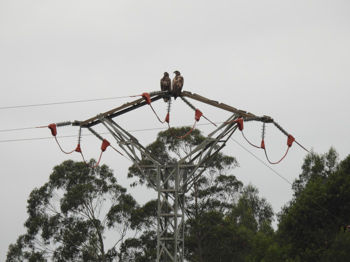 Los pigargos "Nansa" y "Pindal" reposan sobre la cruceta de un apoyo corregido para evitar electrocuciones de aves.