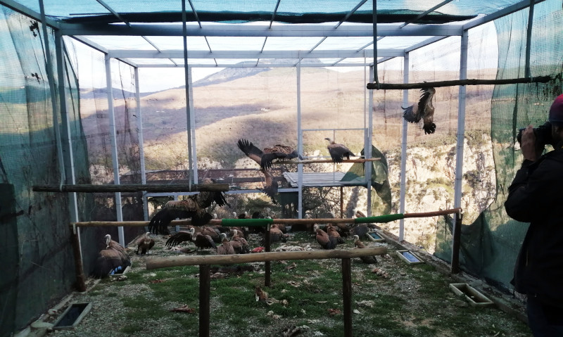 Los buitres leonados españoles liberados a principios de 2023 en el Parque Nacional del Pollino (Italia), cuando aún permanecían en el jaulón de aclimatación.