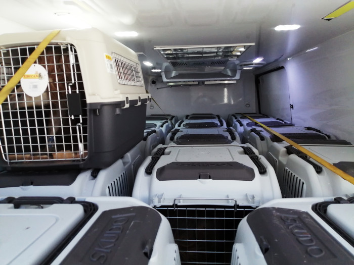 Trasportines de algunos de los buitres leonados recientemente liberados en Italia, durante su traslado, en el interior de un vehículo.