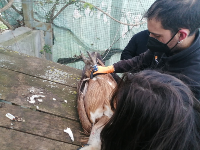 Un miembro de GREFA examina a uno de los buitres leonados tras el traslado al Parque Nacional del Pollino.