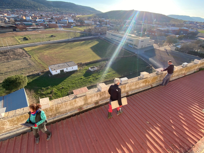 El equipo de GREFA coloca cajas nidos de cernícalo primilla en la terraza superior del silo de Porzuna.