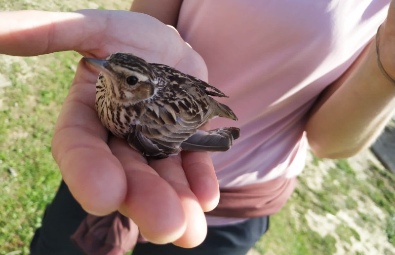 Una voluntaria sostiene en la mano un pollo de alondra, uno de los miles de "huérfanos" atendidos por GREFA en 2022.