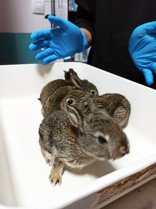 Los gazapos han sido los primeros animales "huérfanos" que han ingresado en GREFA en 2023. En la fotografía, varios de ellos en nuestro centro.