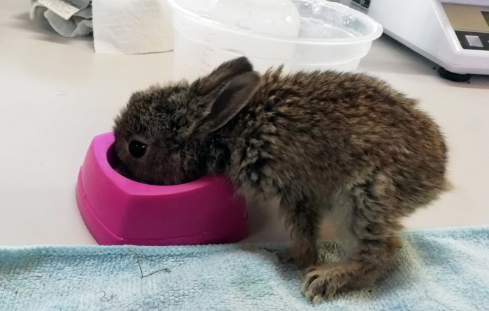 Un gazapo se alimenta en la nursería de GREFA, que es la instalación que dedicamos a la atención de los animales "huérfanos".