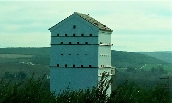 Vista del primillar de Tejadilla (Écija), con los primeros cernícalos primillas posados. Foto: Antonio Boza.