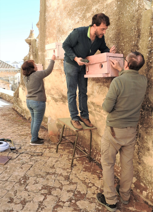 Voluntarios instalan cajas nido de cernícalo primlla en la iglesia de Santa María (Carmona).