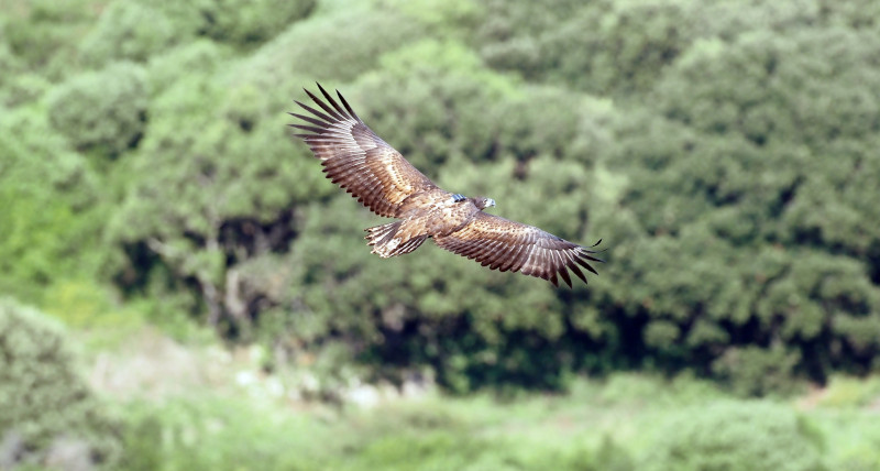 Bella estampa en vuelo de la hembra de pigargo "Mansolea", con su emisor GPS visible al dorso. Foto: JULMAR.