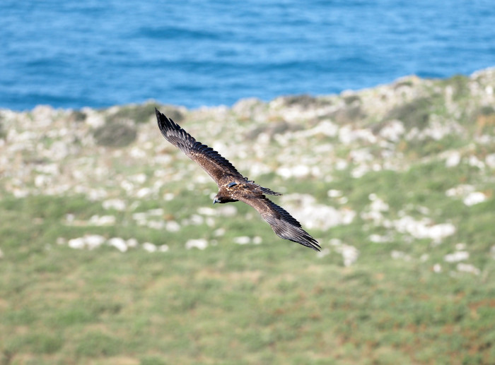 Un pigargo europeo, con su emisor visible, vuela junto al mar en el entorno de la zona de liberación de la especie. Foto: JULMAR.