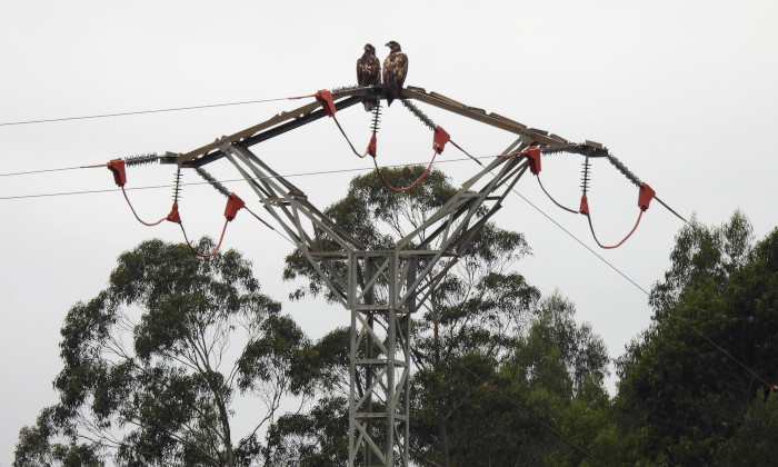 El macho “Pindal” y la hembra “Nansa” reposan sobre uno de los postes corregidos en la zona de liberación de los pigargos para evitar las electrocuciones de aves. Estas aves conforman una de las dos parejas formadas por los pigargos liberados.