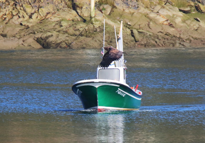 Un pigargo europeo vuela delante de un barco en la ría de Tina Mayor (Asturias-Cantabria).