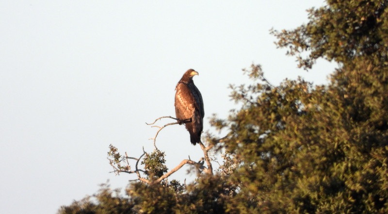 El pigargo europeo "Trenti" en la copa de una encina, durante su reciente estancia en Extremadura.