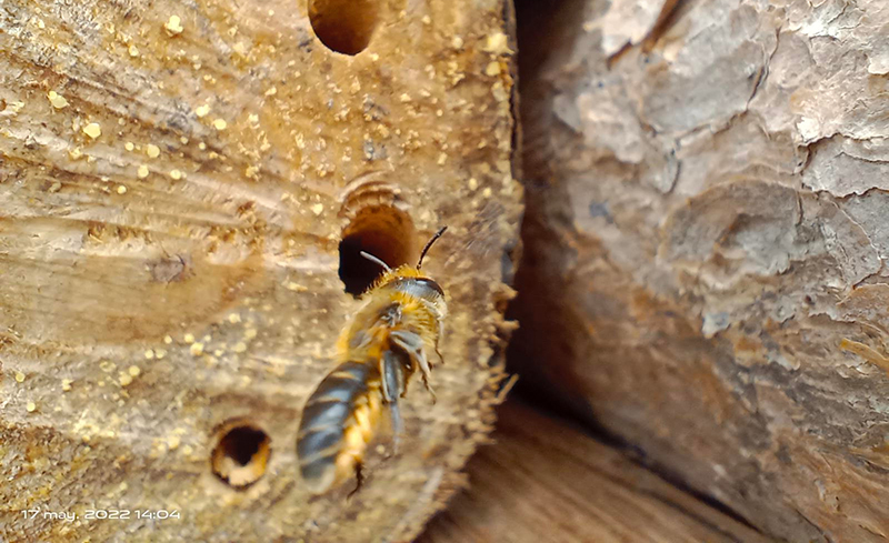 Una abeja solitaria del género "Osmia" se dispone a entrar a su nido.