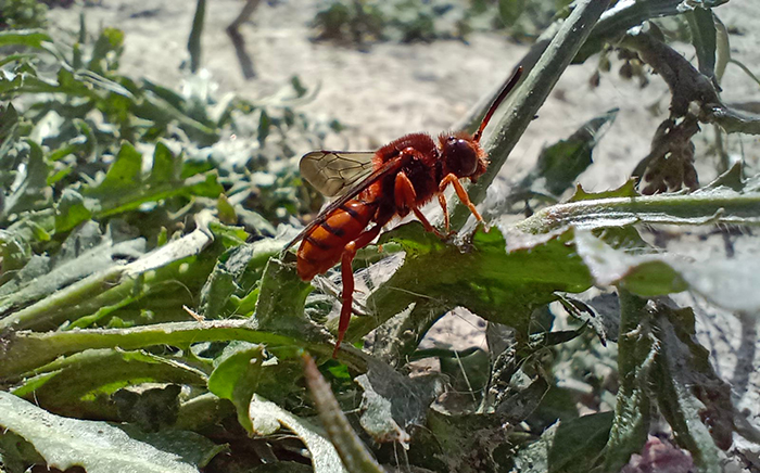 Ejemplar de una abeja "Nomada agrestis", una especie cleptoparásita que aprovecha el alimento obtenido por otras especies de abejas.