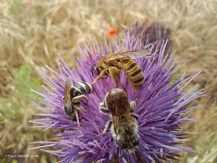 Tres especies diferentes de abejas silvestres coinciden en una misma flor.