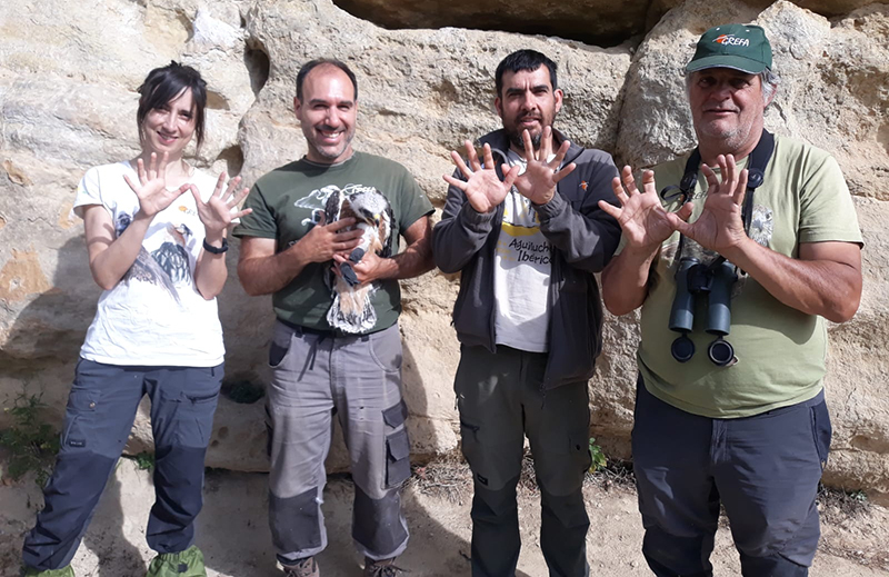 Equipo de campo de GREFA durante el marcaje de un pollo de águila de Bonelli nacido este año en la zona centro peninsular.