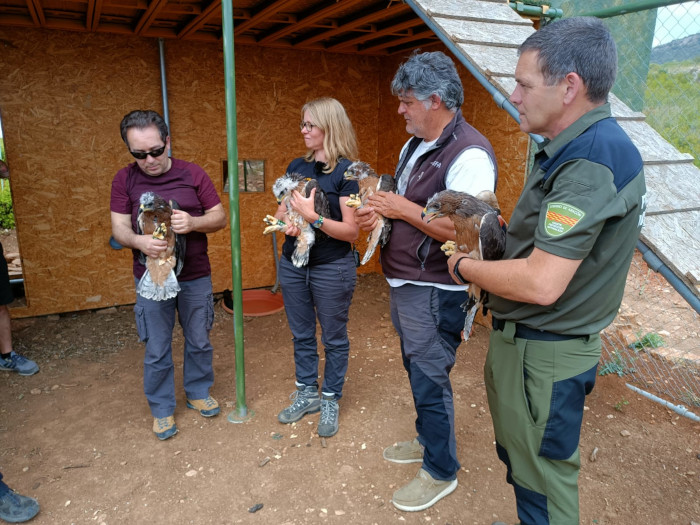 Momento de la introducción de las cuatro águilas de Bonelli en el recinto de aclimatación de la Sierra de Guara.
