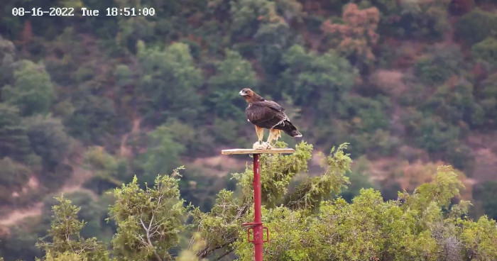 Una de las águilas de Bonelli liberadas la sierra de Guara el año pasado reposa sobre una plataforma de alimentación. Imagen de fototrampeo.
