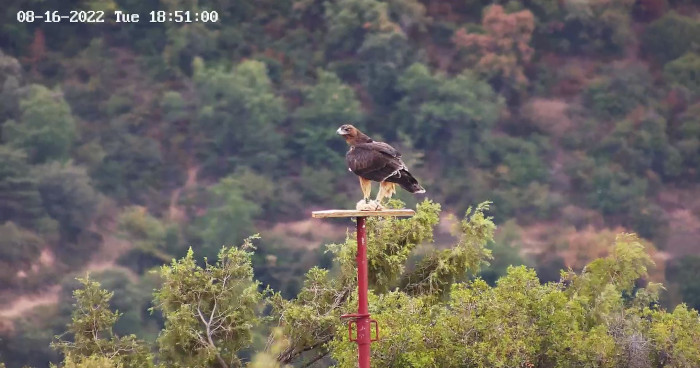 Una de las águilas de Bonelli liberadas la sierra de Guara el año pasado reposa sobre una plataforma de alimentación. Imagen de fototrampeo.