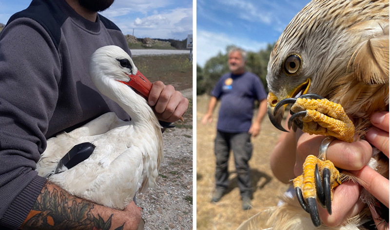 Cigüeña blanca y milano real liberados recientemente por GREFA en Colmenar Viejo (Madrid).