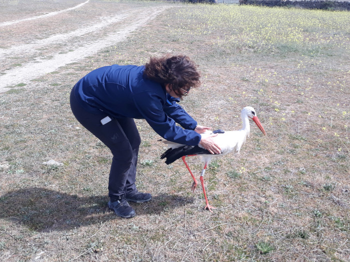 Momento de la liberación de la cigüeña blanca, con un emisor GPS en su dorso.