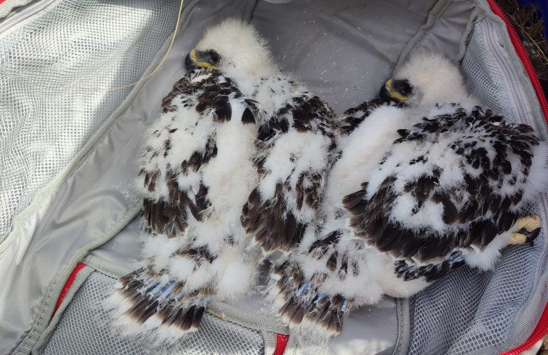 Pollos de águila de Bonelli de un nido de la provincia de Almería tras su marcaje con anillas.