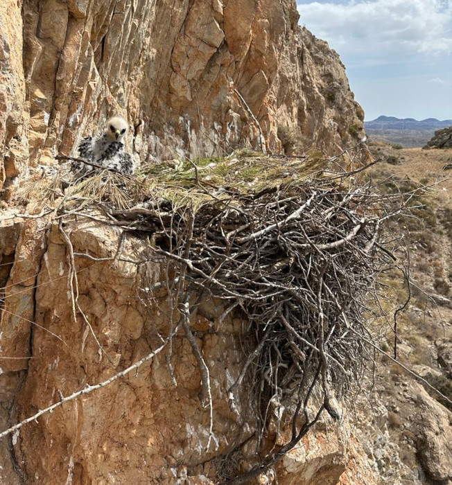 Pollo de águila de Bonelli en su nido de la provincia de Almería. Foto: Salvador Castillo.