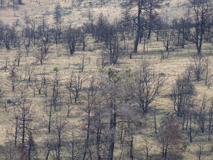 La misma fotografía que abre esta noticia, pero sin recortar, lo que permite ver el entorno incendiado donde se sitúa el nido.