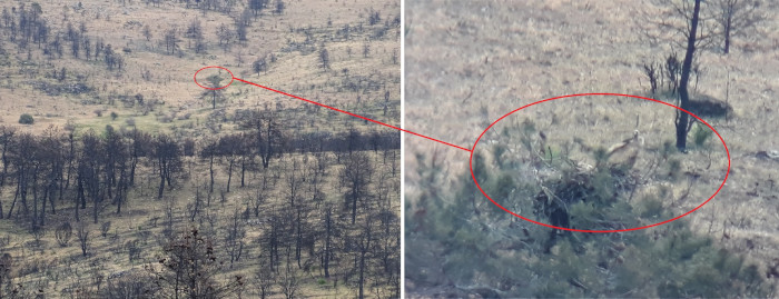 Panorámica y detalle de otro de los nidos de buitre leonado ocupado en los pinares devastados por el fuego.