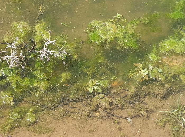 Puesta de sapo corredor realizada en la charca habilitada por GREFA.