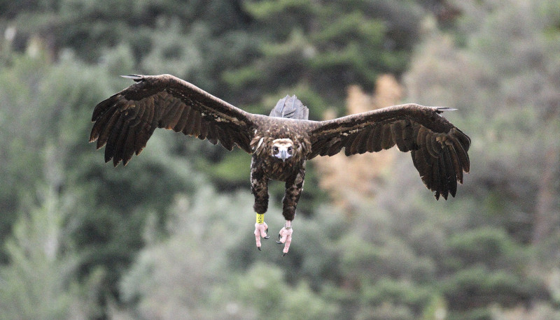 Buitre negro en vuelo perteneciente a la nueva colonia de la Sierra de la Demanda. Foto: Sergio de la Fuente / GREFA.