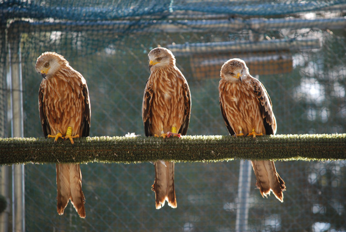 Milanos reales en el jaulón de aclimatación existente en el punto de reintroducción de la especie en Cazorla. Foto: Rafael Hernández / GREFA.