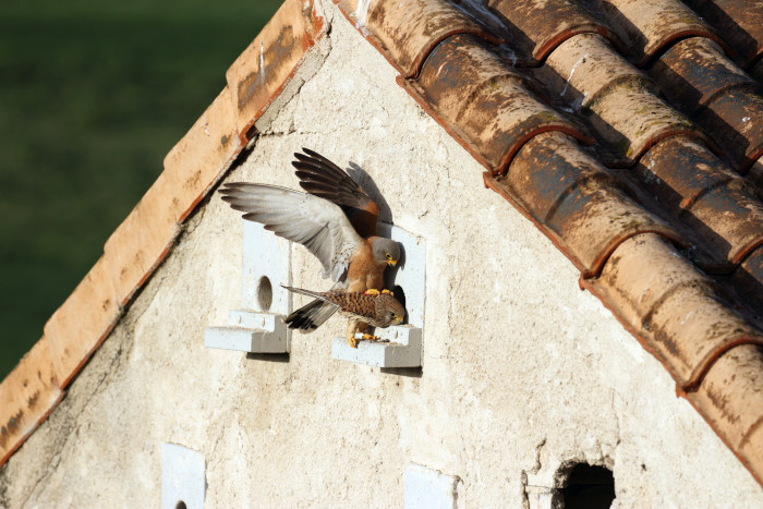 Cópula de una pareja de cernícalo primilla en un primillar de la Comunidad de Madrid. Foto: Sergio de la Fuente / GREFA.