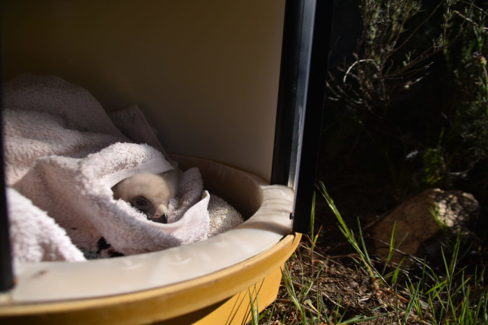 El pollo de águila de Bonelli protagonista del "fostering", en el trasportín donde se le trasladó desde el centro de cría de GREFA al territorio de la pareja "Lubrina" y "Cotanillo".