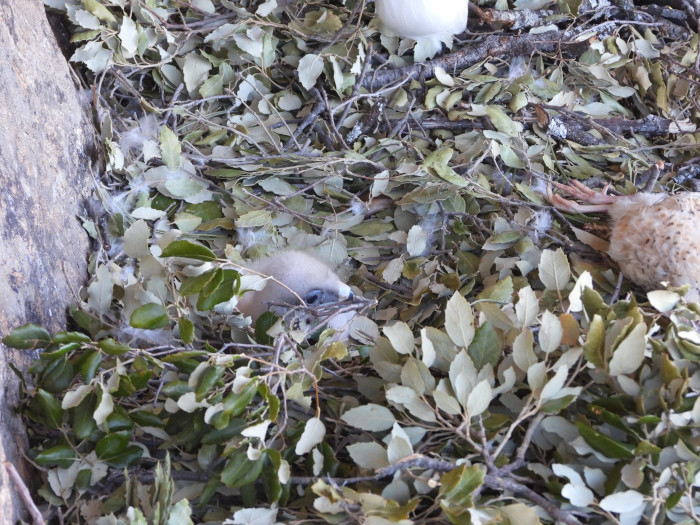 El pollo de águila de Bonelli criado en cautividad, instantes después de ser introducido en el nido de "Lubrina" y "Cotanillo".