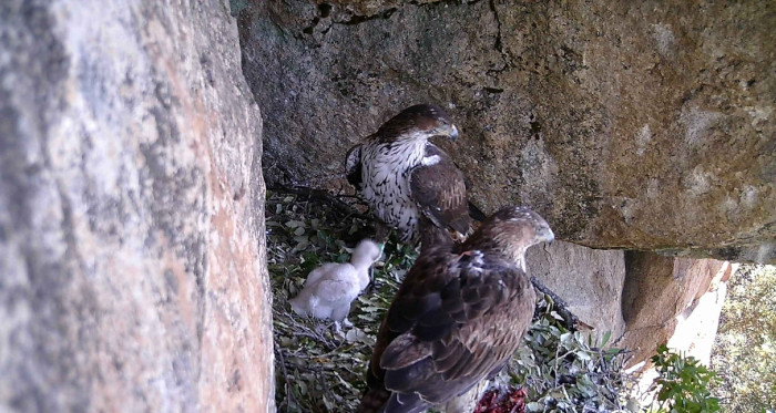 Imagen de fototrampeo de "Lubrina" y "Cotanillo" en su nido, con el pollo introducido.