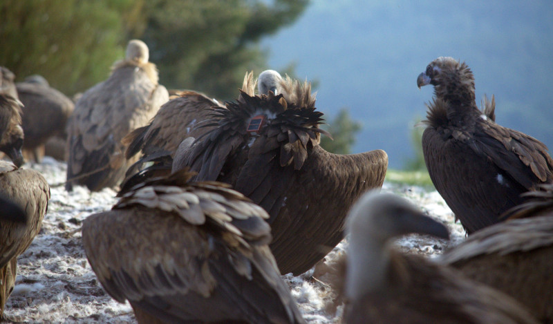 En el centro de la foto, buitre negro con su emisor GP al dorso, en un punto de alimentación (PAE) de la Sierra de la Demanda.