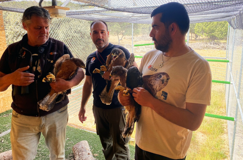 El equipo de GREFA con los tres pollos de águila de Bonelli en el momento de introducirlos en la "jaula-haking".