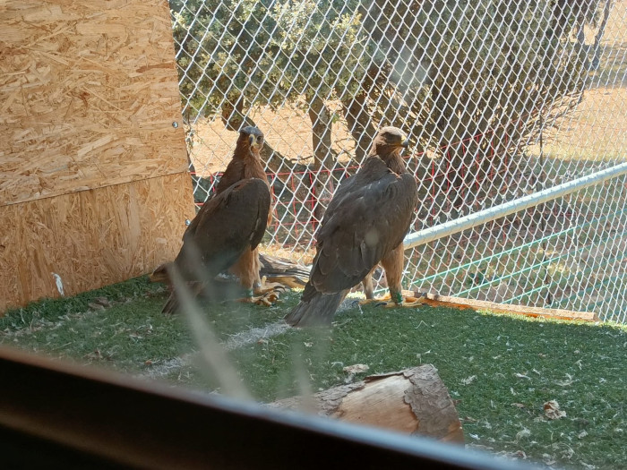 Las tres águilas de Bonelli reposan en el interior del "hacking" del Parque Natural de la Cuenca Alta del Manzanares (Madrid).