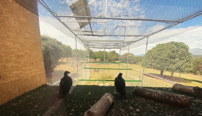 Otra perspectiva de dos de las águilas de Bonelli en el jaulón de aclimatación.