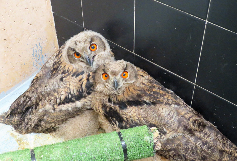 Los dos pollos de búho real en las instalaciones de GREFA.