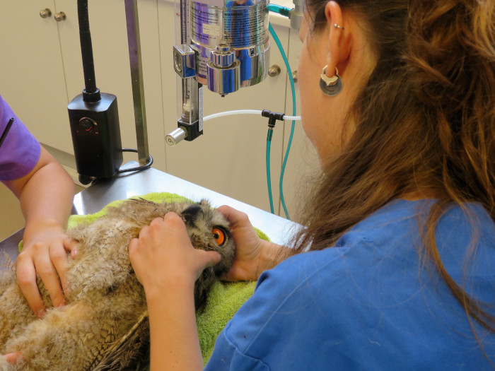 Uno de los pollos de búho real que han ingresado en GREFA es tratado por nuestro equipo veterinario.