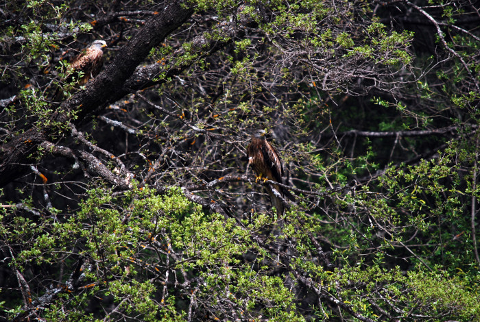 Dos milanos reales en el medio natural tras ser liberados en el Parque Natural de Cazorla.