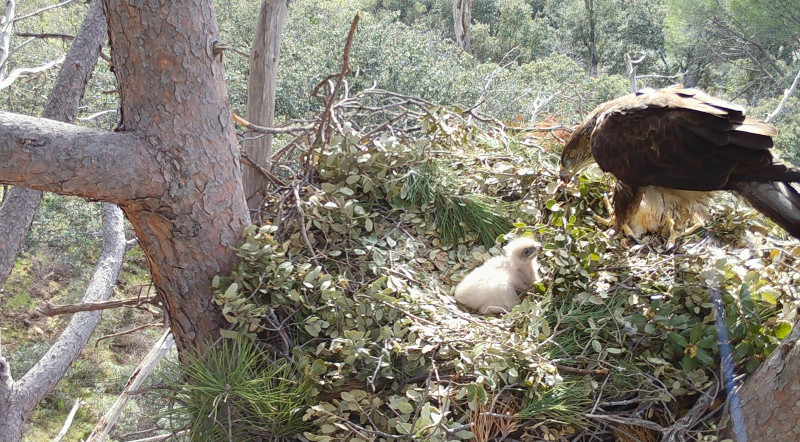 Imagen de fototrampeo de un nido en pino de águila de Bonelli en la Comunidad de Madrid, con la hembra "Aulaga" cebando a su pollo en en 2022.